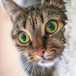 Profile photo of Mowgli